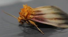 Eulithosia plesioglauca