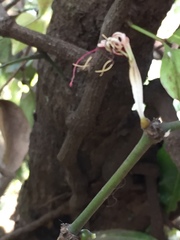 Helicanthes elastica