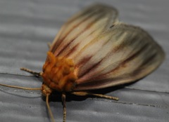 Eulithosia plesioglauca