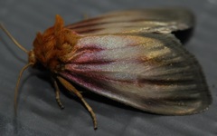 Eulithosia plesioglauca