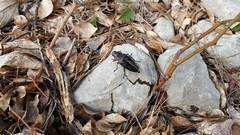 Chalcophora intermedia