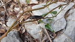 Chalcophora intermedia