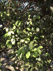 Helicanthes elastica