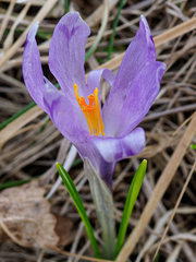 Crocus heuffelianus heuffelianus