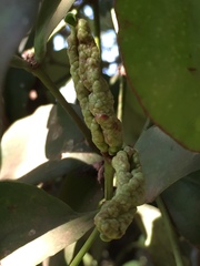 Helicanthes elastica