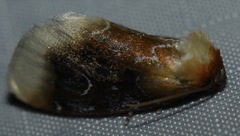Chrysoecia scira