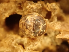 Armadillidium pictum