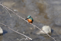 Alcedo atthis