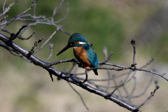 Alcedo atthis