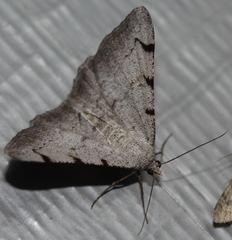Digrammia triviata