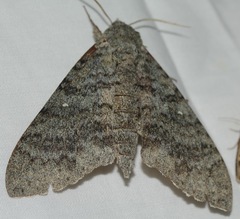 Manduca muscosa