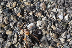 Ephippiger diurnus diurnus