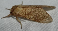 Lophocampa mixta