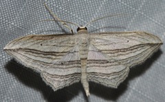 Arcobara multilineata