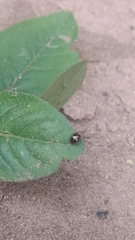 Monolepta orientalis