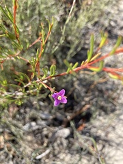Boronia filifolia