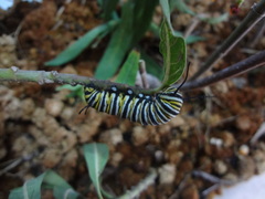 Danaus plexippus