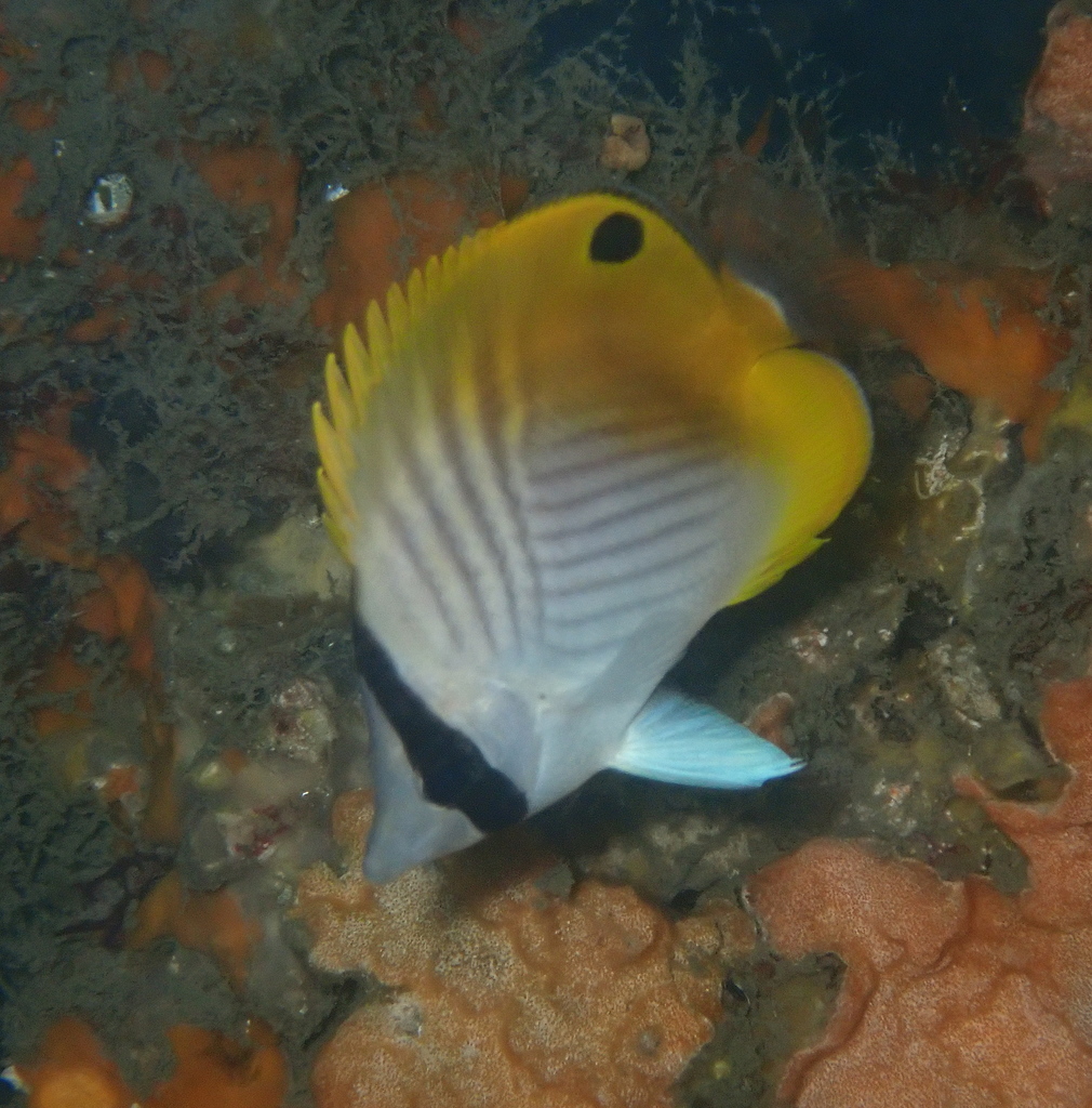 Threadfin Butterflyfish (Fishes of Chowder Bay, Sydney, Australia