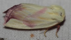 Thurberiphaga diffusa