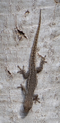 Lygodactylus bradfieldi