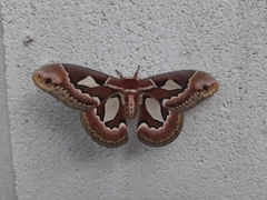 Rothschildia jacobaeae