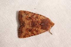 Conistra staudingeri