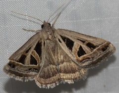 Callistege diagonalis