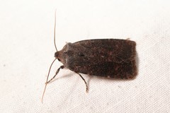 Conistra staudingeri
