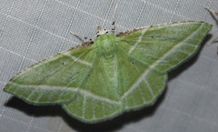 Dichorda consequaria