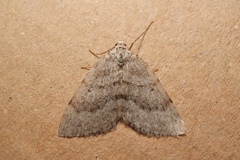 Colostygia multistrigaria