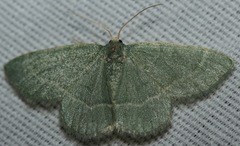 Chlorochlamys phyllinaria