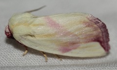 Thurberiphaga diffusa