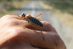 Ephippiger diurnus diurnus