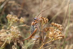 Ephippiger diurnus diurnus