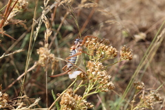 Ephippiger diurnus diurnus