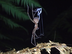 Progradungula otwayensis