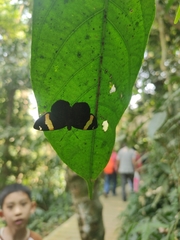 Celaenorrhinus vietnamicus