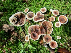 Phellodon tomentosus