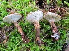 Phellodon tomentosus