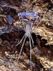 Progradungula otwayensis
