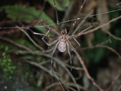 Progradungula otwayensis