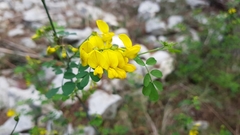 Hippocrepis emerus emeroides