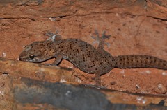 Pachydactylus capensis