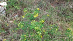 Hippocrepis emerus emeroides