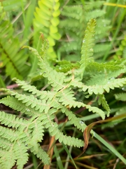 Thelypteris confluens