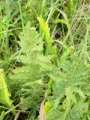 Thelypteris confluens