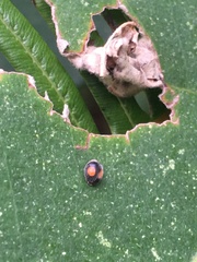 Cryptogonus orbiculus