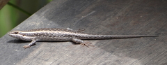 Trachylepis spilogaster