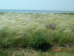 Stipa ucrainica