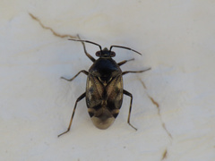 Deraeocoris serenus